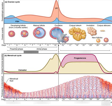 Period Cycle Graph 的图像结果