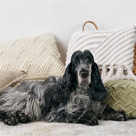 How to groom Cocker Spaniel? – ABK Grooming