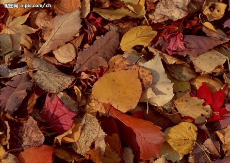 秋天的落叶图片 - 站长素材