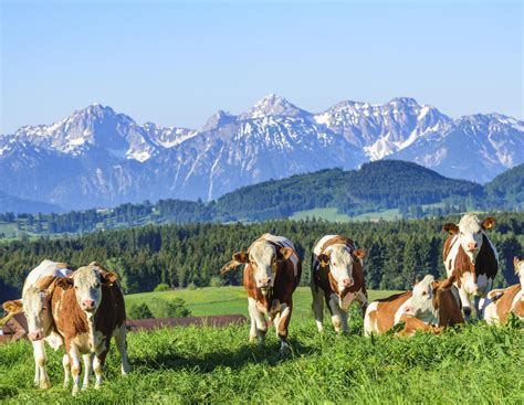 Wanderer erschrecken Tiere: 13 Rinder stürzen ab | agrarheute.com