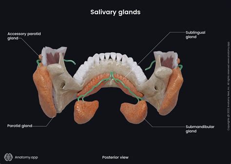 Parotid Gland Cat