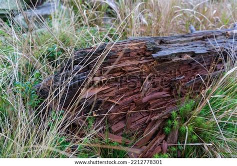 Image result for Old Fallen Tree Trunk