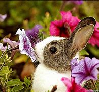 Image result for Spring Flowers with Bunnies