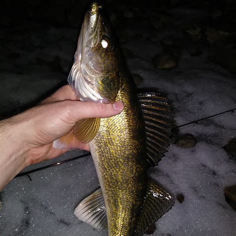 Spring Time Walleye 的图像结果