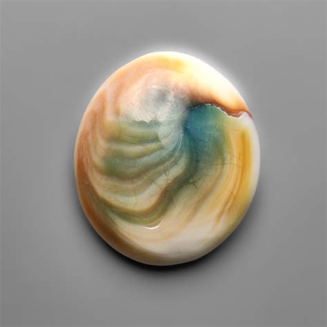 | Shiva Eye Shell (27X23X7 mm) | Gemstones For Sale