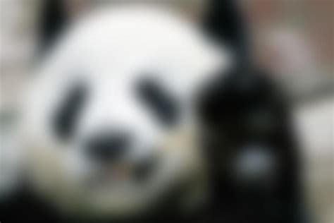 22岁旅泰大熊猫“林惠”死亡 死因尚未确认_图片频道_财新网