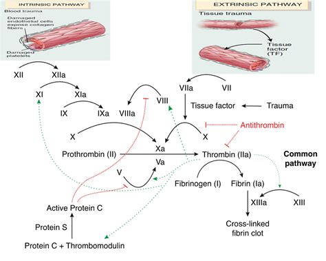 Factor V Leiden - Mutation, Symptoms, Pregnancy, Diagnosis & Treatment
