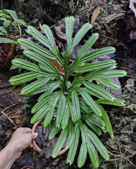 Pin by Inmaculada on Helechos | Cool plants, Alpine plants, Tropical plants