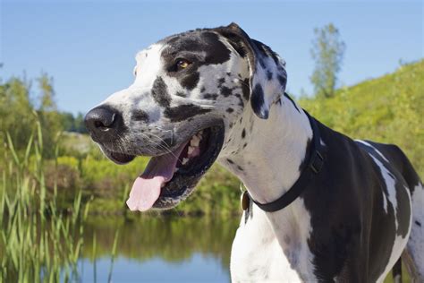 Giant Dog Breeds With Pictures