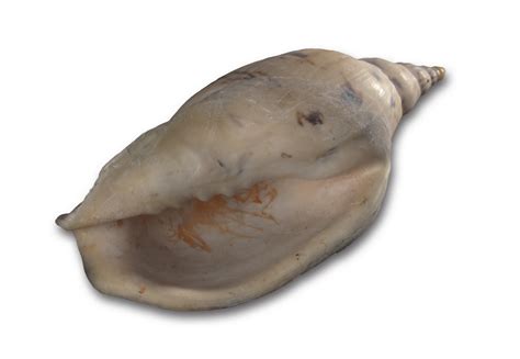 Image result for Shell Anklets