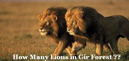 How Many Lions in Gir Forest - Total Number of Lions in Gir Forest ...