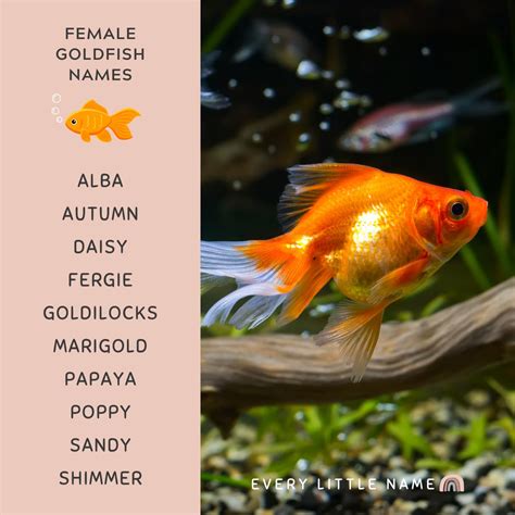 Awesome Pet Fish Names at Ava Ewers blog