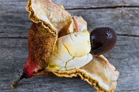 Ackee | Description, Plant, Fruit, Uses, Poisonous, & Facts | Britannica