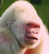 Image result for Albino Mexican