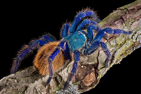 Green Bottle Blue Tarantula - Earth.com