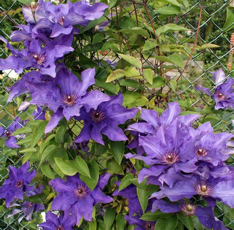 Clematis The President - Clematite.ro