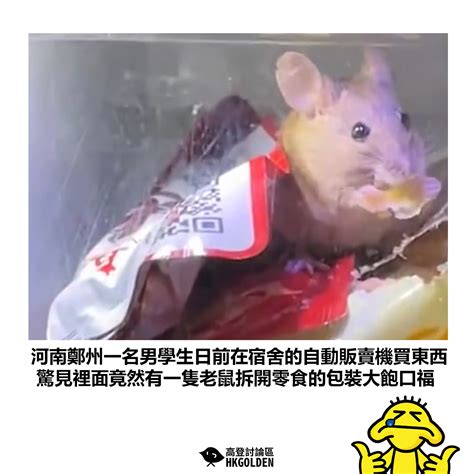 【河南鄭州一名男學生日前在宿舍的自動販賣機買東西 驚見裡面竟然有一隻老鼠拆開零食的包裝大飽口福】 | 高登新聞