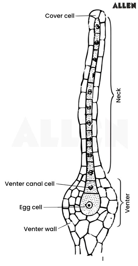 Funaria: Characteristics, Reproduction and Life cycle