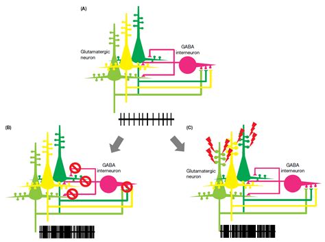 Ionotropic Glutamate Receptors in Epilepsy: A Review Focusing on AMPA ...