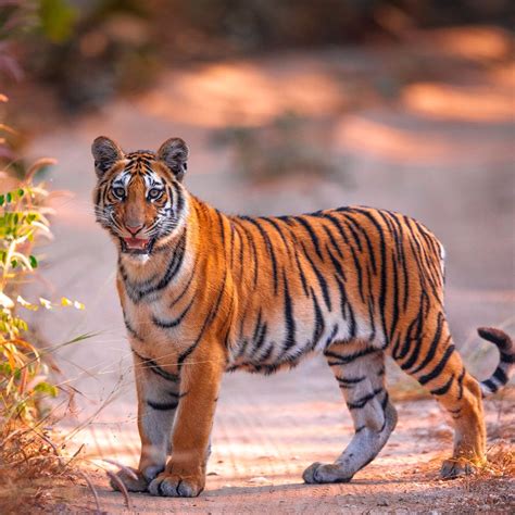 Roadtrip To Pench National Park | LBB, Hyderabad