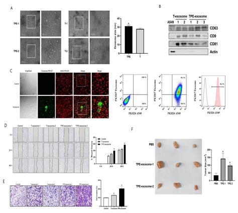 Tuberculous Pleural Effusion-Derived Exosomal miR-130-3p and miR-423-5p ...