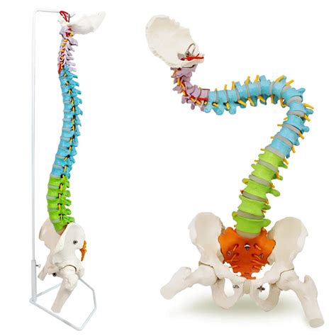 Buy UIGJIOG Life Size Vertebral Column Spine Model 78Cm Flexible Spinal ...