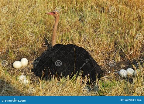 Ostrich in the nest stock photo. Image of nesting, male - 16237568