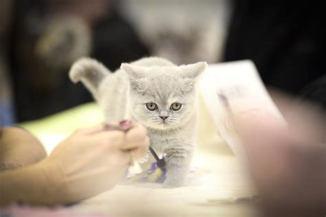 Fact Check: Are cats and dogs responsible for increasing Candida auris ...