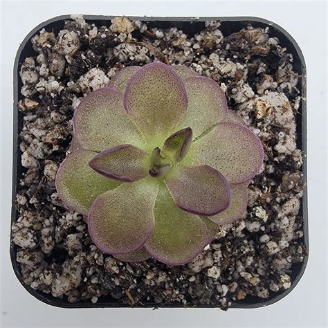 Pinguicula “Queen Cthulhu” | Butterworts | Rainbow Carnivorous Plants LLC