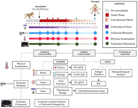Zika Virus Infection Damages the Testes in Pubertal Common Squirrel Monkeys (Saimiri collinsi)