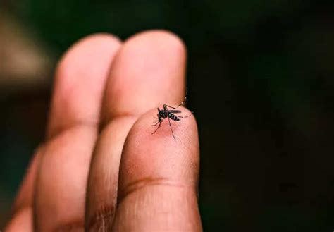 Chikungunya spreads across US - here are causes, symptoms, treatment ...