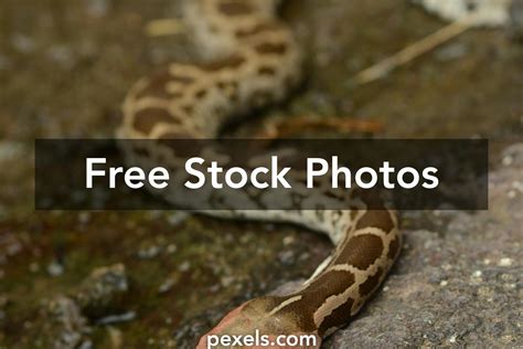 Python Species 的图像结果