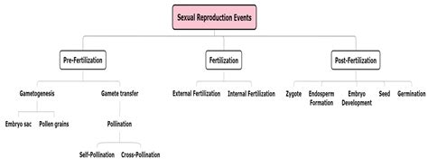 Sexual reproduction in plants — lesson. Science CBSE, Class 10.