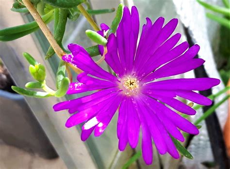 Succulent Plant With Purple Flowers
