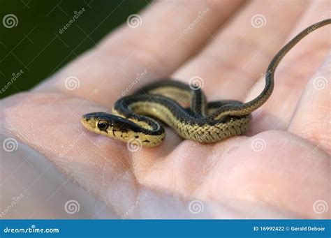 Baby Garter Snake in Hand stock photo. Image of reptile - 16992422