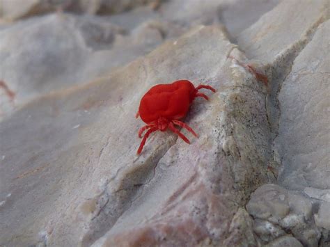 Images Of Tiny Red Bugs : Insect and Bug ID forum: Tiny red/black ...