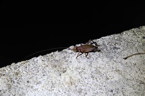 Cockroach Domain 的图像结果