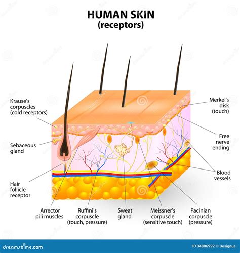 Human Skin Layer Vector Cross Section Stock Vector - Illustration of epidermis, body: 34806992
