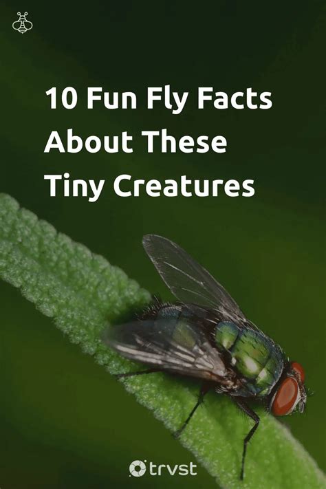 Image result for Computer Tricks Facts Get Set Fly Facts