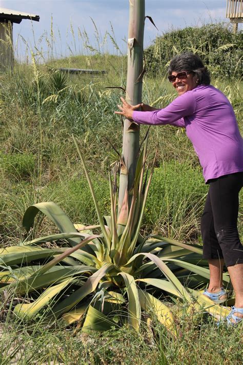 Image result for Century Plant Root System