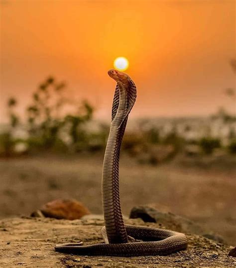Download Nature's Most Venomous Predator - The King Cobra | Wallpapers.com