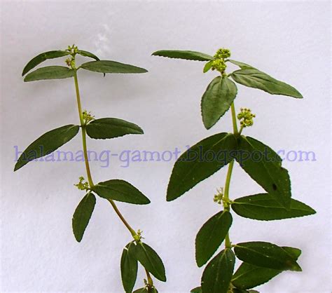 Halamang Gamot / Herbal Medicine: Tawa-tawa - Pilipino (Tagalog)