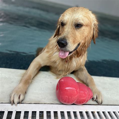 Canine Elite | LBB