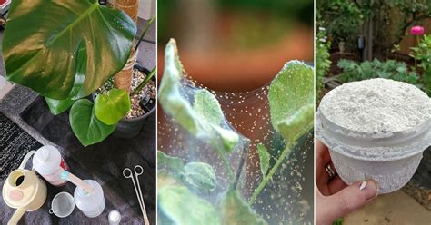 How to Kill Spider Mites 的图像结果