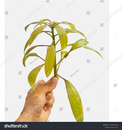 Image result for Mango Sprouting