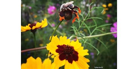 A Walk in the Garden - Pollinator Garden Basics, 330 Montevue Lane ...