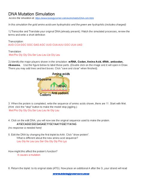 Image result for DNA Simulation Worksheet