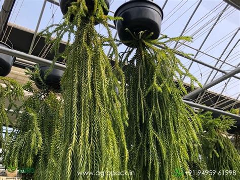Reverse Hanging Fern Plant For Sale In India | Online plant nursery