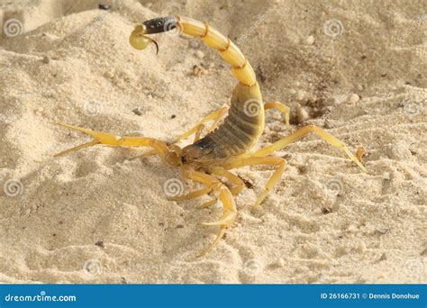 Death Stalker Scorpion - Lieurus Quinquestriatus Stock Image - Image of lieurus, venom: 26166731