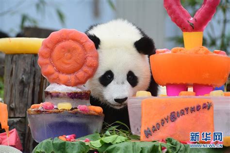 四川卧龙：2018年出生的大熊猫幼仔集体过生日-国际在线
